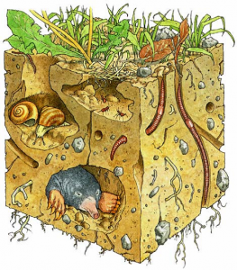 biodiversite-sol