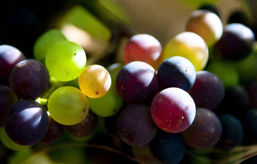 Pinot Noir à mi-véraison