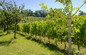 enherbement-vin bio-bordeaux