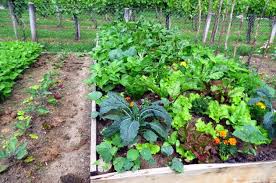 permaculture
