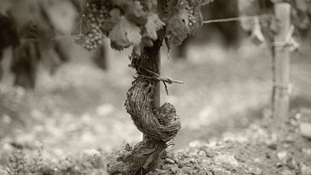 terroir 2