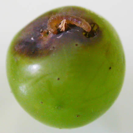 eudémis