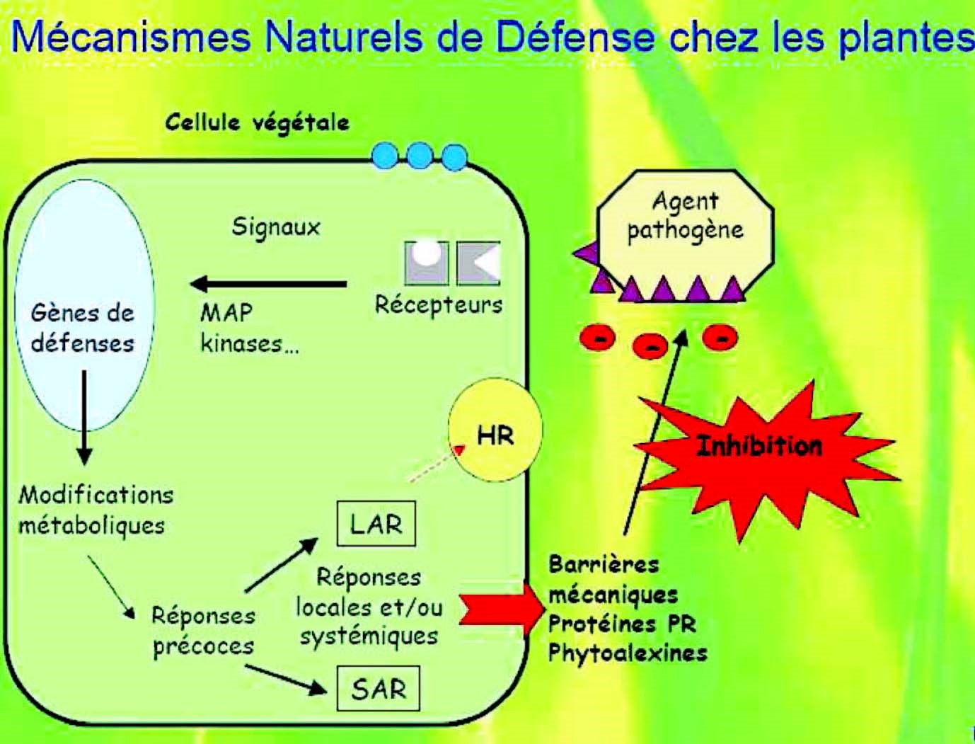 mécanisme naturel de défense des plantes