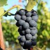 malbec-raisin